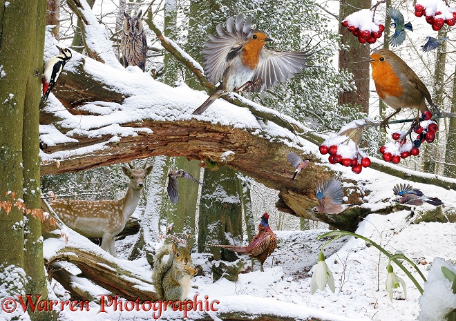 Robins (Erithacus rubecula) Jays (Garrulus glandarius) in flight, Fallow Deer (Dama dama), Long-eared Owl (Asio otus) in snowy woodland scenery.  Surrey, England