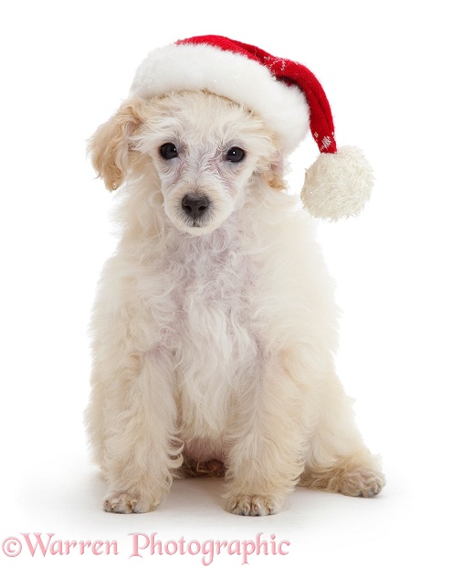 Poodle with Father Christmas hat, white background
