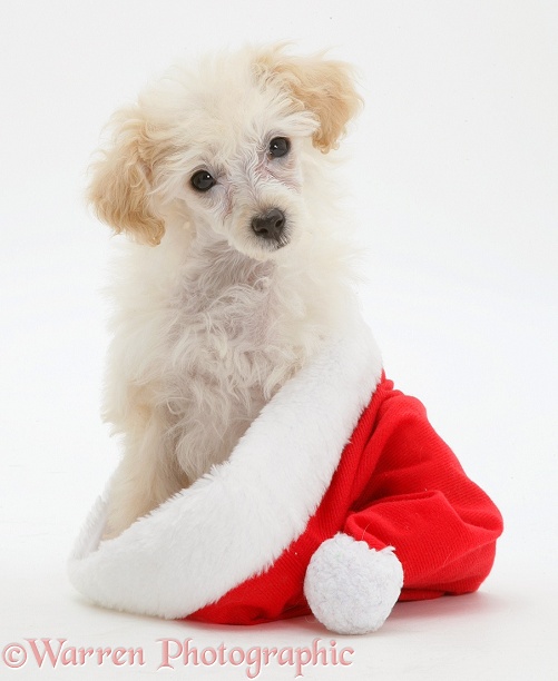 Poodle sitting in a Father Christmas hat, white background