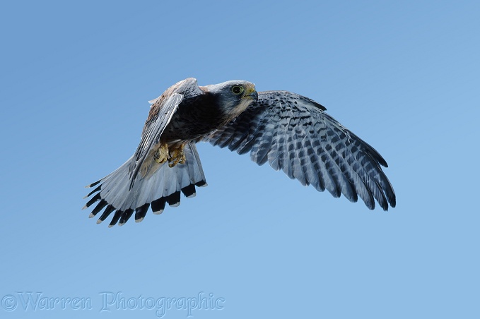 Kestrel (Falco tinnunculus) in flight.  Europe, Africa