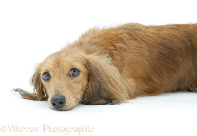 Dachshund lying down, white background