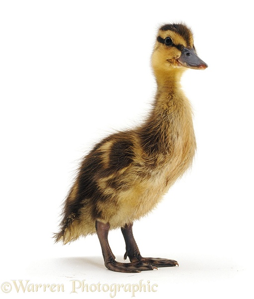 Mallard Duckling, 1 week old, white background