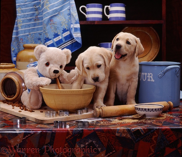 Yellow Labrador puppies, 7 weeks old, in the kitchen with Small Cream Bear