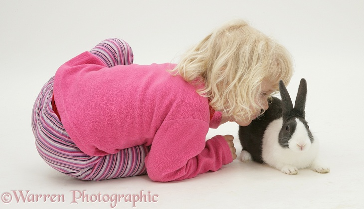 Siena and black Dutch rabbit, white background