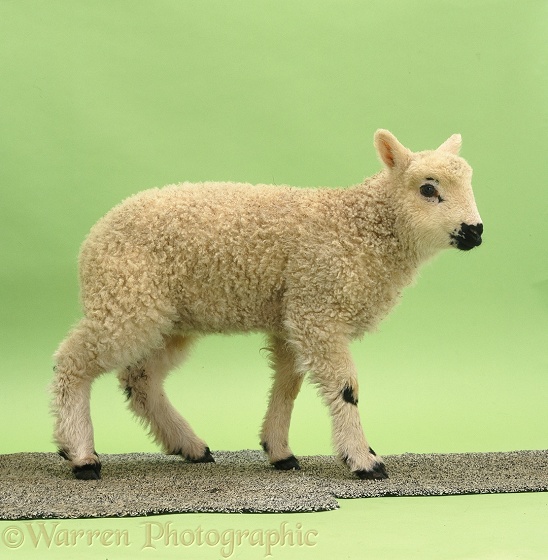 Lamb (Shropshire x Grey-faced Dartmoor), 2 weeks old