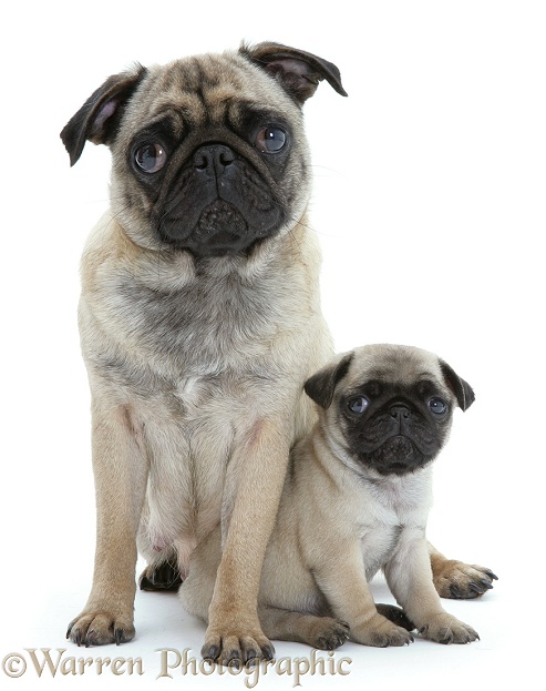 Fawn Pug bitch Franky and pup, white background