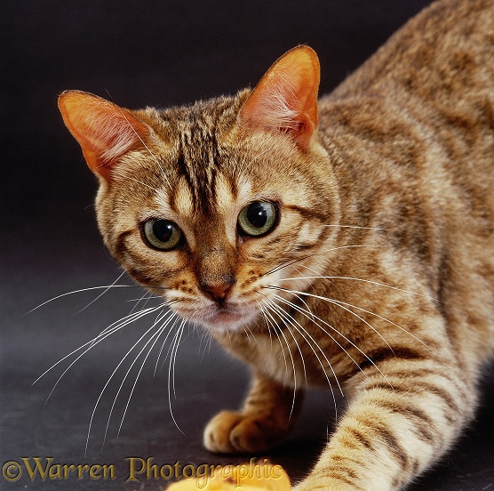 Portrait of brown-spotted Bengal female cat Indra showing whiskers (facial vibrissae)