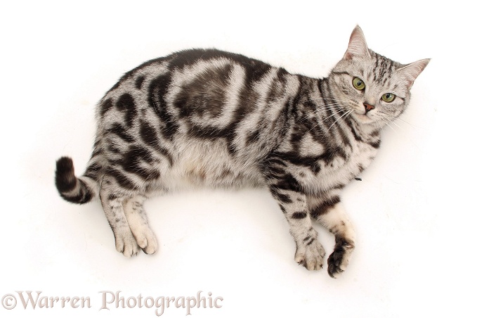 British shorthair silver tabby female cat, Zelda, lying down, from above, white background