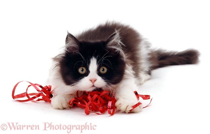 Black-and-white kitten, Felicity, 6 weeks old, playing with red Christmas ribbon, white background