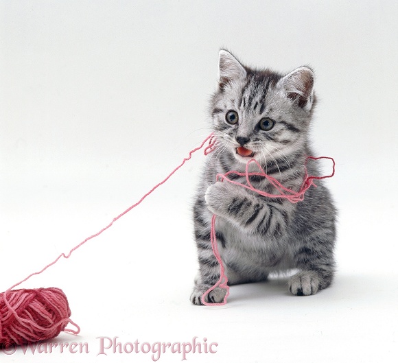 British Shorthair silver-spotted kitten playing with pink wool, white background