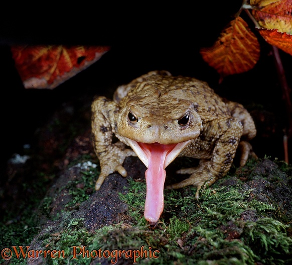 Common Toad (Bufo bufo) taking an earwig