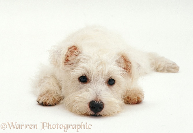 West Highland White Terrier pup with chin on the ground 1, white background