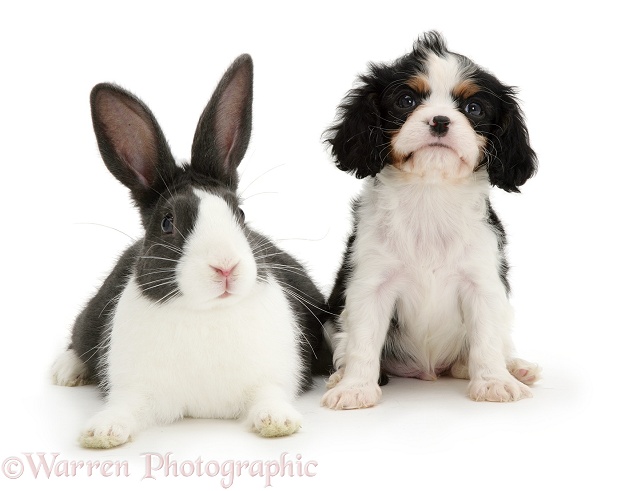 Cavalier King Charles Spaniel pup and Dutch rabbit, white background