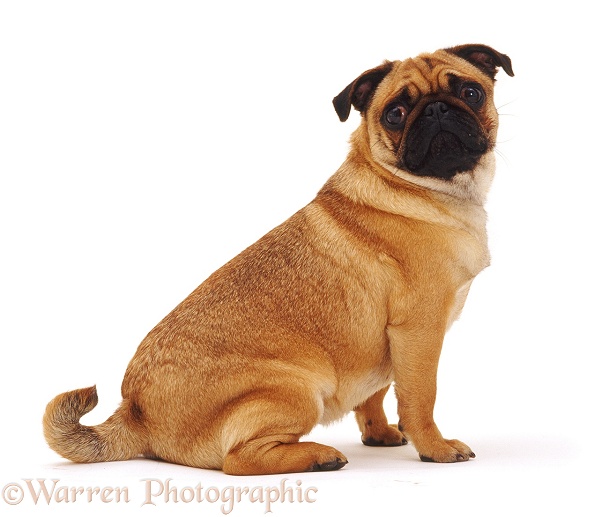 Apricot Pug bitch Rosie, 2 years old, white background