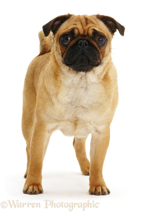 Apricot Pug bitch Rosie, 2 years old, white background