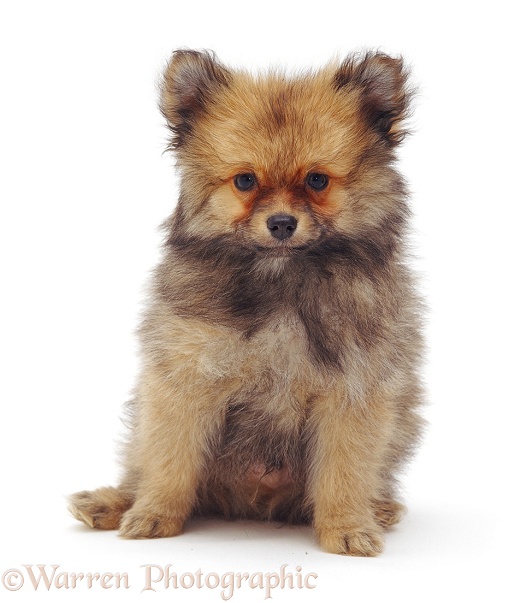 Pomeranian puppy, white background