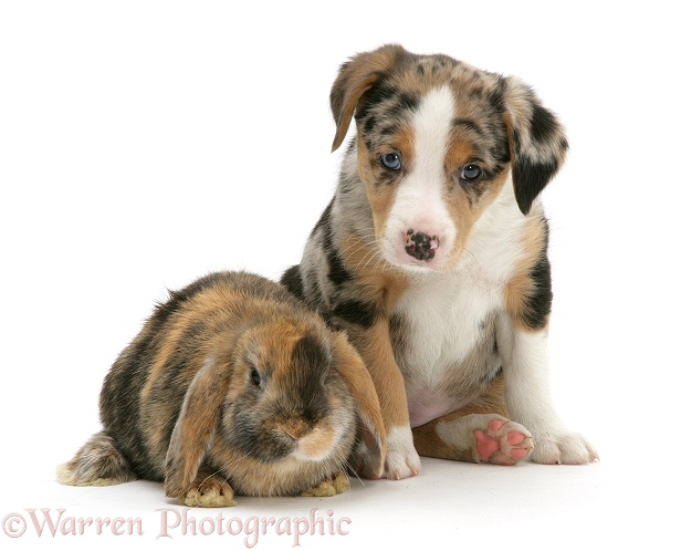 Border Collie puppy and rabbit, white background