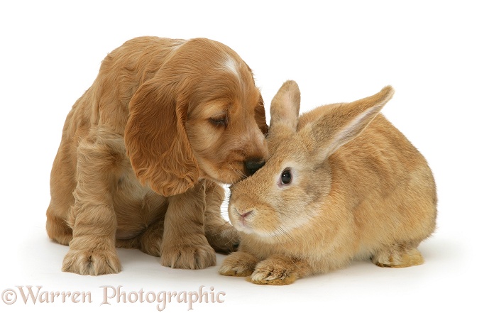 Golden Cocker Spaniel puppy and rabbit, white background