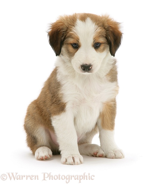 Border Collie puppy, white background
