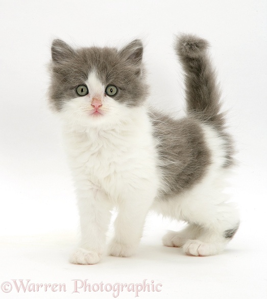 Fluffy grey-and-white kitten, white background