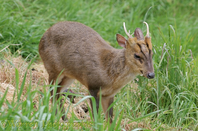Muntjac (Muntiacus reevesi) buck showing tusk.  Asia, introduced elsewhere