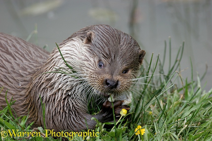Otter (Lutra lutra) enjoying a meal