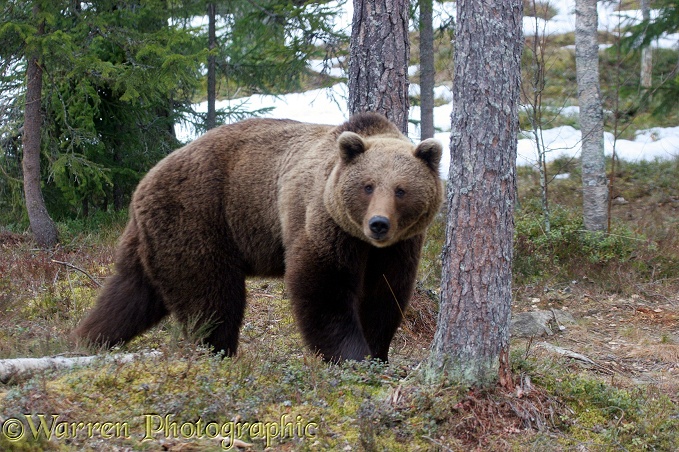 Brown Bear (Ursus arctos) searching for food as the snow melts in spring, Finland.  Europe, Asia and N. America