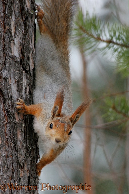 Red Squirrel (Sciurus vulgaris) moulting out of winter coat in spring, Finland.  Europe, Asia