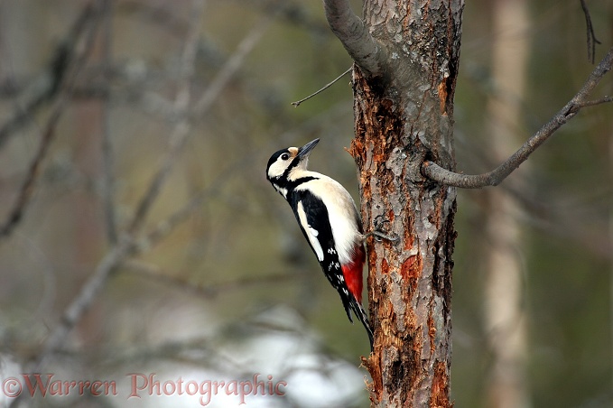 Great Spotted Woodpecker (Dendrocopos major) female on pine in early spring.  Europe, Asia