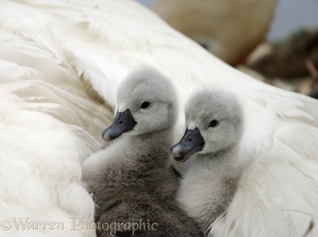 Mute Swan (Cygnus olor) day old cygnets with pen