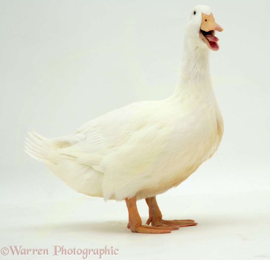 White duck, white background