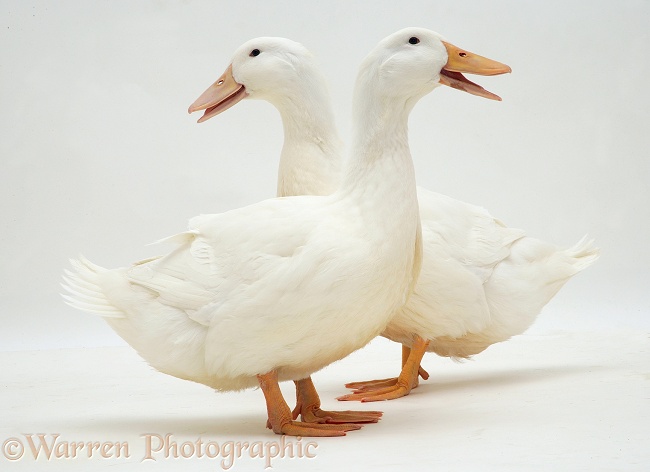 White ducks, white background
