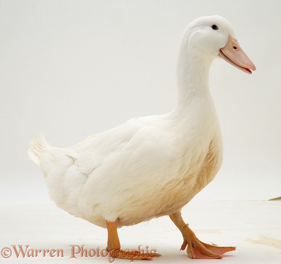 White duck, white background