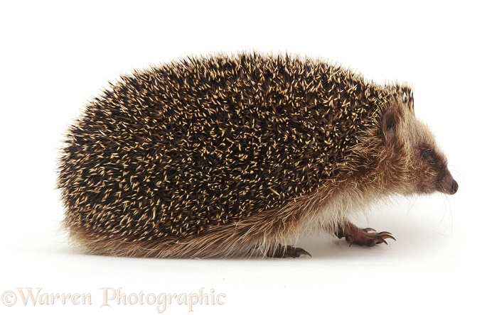 Hedgehog (Erinaceus europaeus), white background