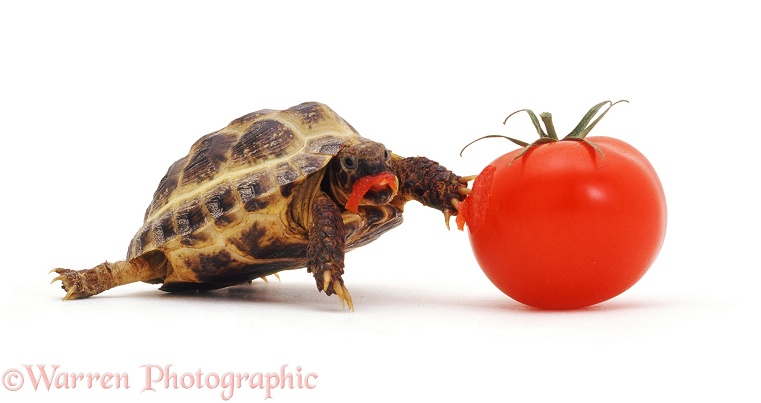 Young tortoise eating a tomato, white background
