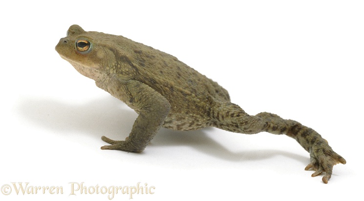 Common Toad (Bufo bufo) walking, white background