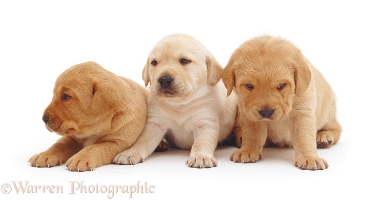 Yellow Labrador puppies, 3 weeks old, white background