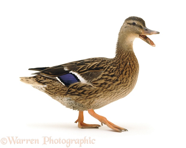 Mallard (Anas platyrhynchos) duck, quacking, white background