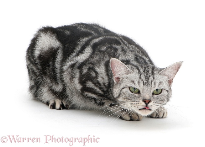 Silver tabby cat Zelda coughing, white background