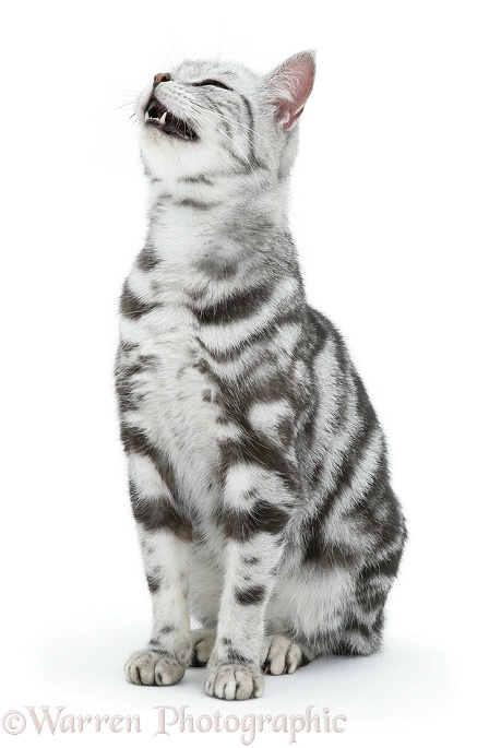 Silver tabby cat Zelda sneezing, white background