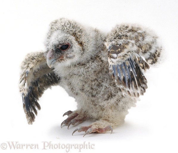 Baby Tawny Owl (Strix aluco) stretching its wings, white background