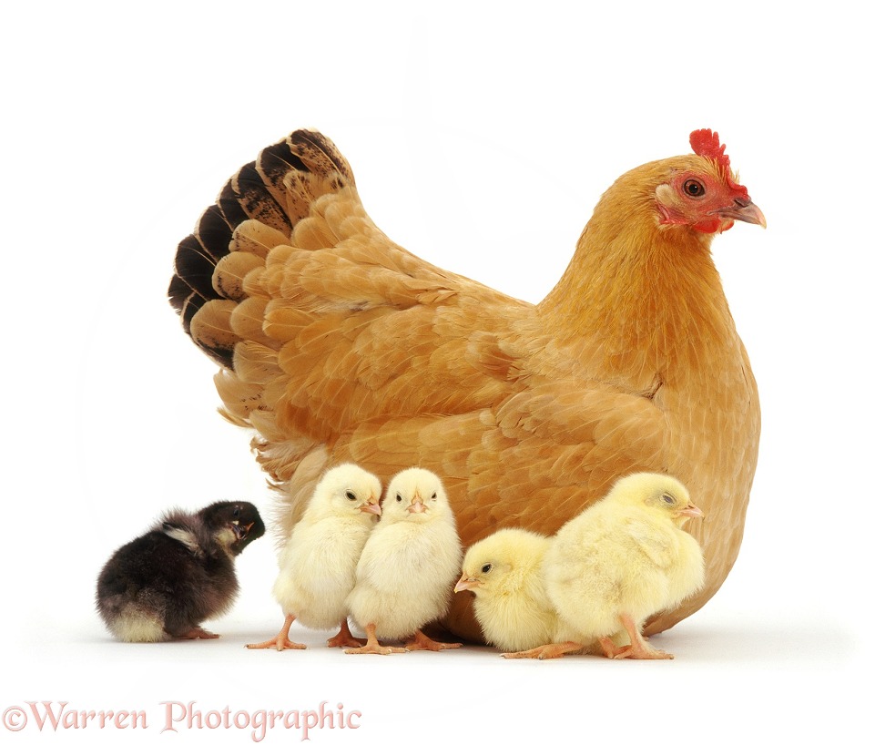 Buff bantam hen with chicks, white background