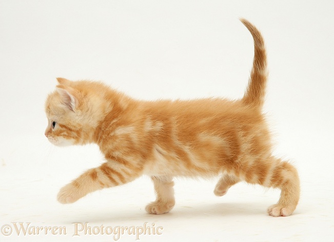 Ginger kitten, Benedict, 4 weeks old, walking across, white background