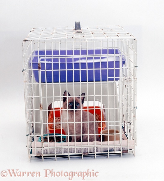 Brown Burmese kitten in a crate furnished with upstairs bed and downstairs litter tray, food, water and toy, white background