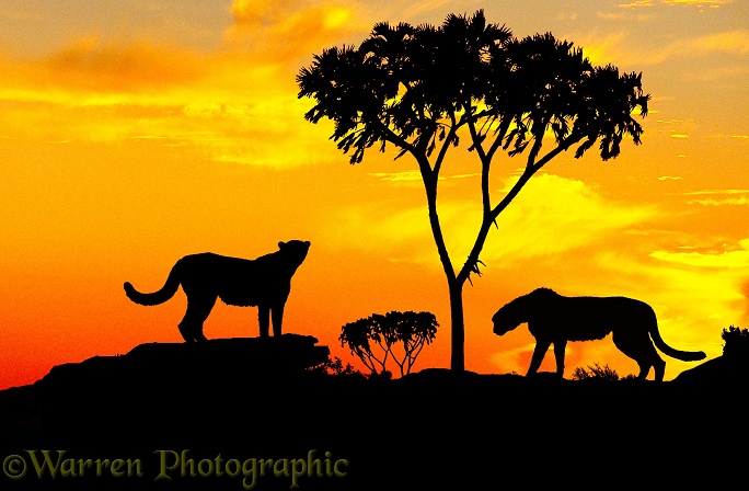 Cheetah (Acinonyx jubatus) with Doum Palm at dusk.  Africa