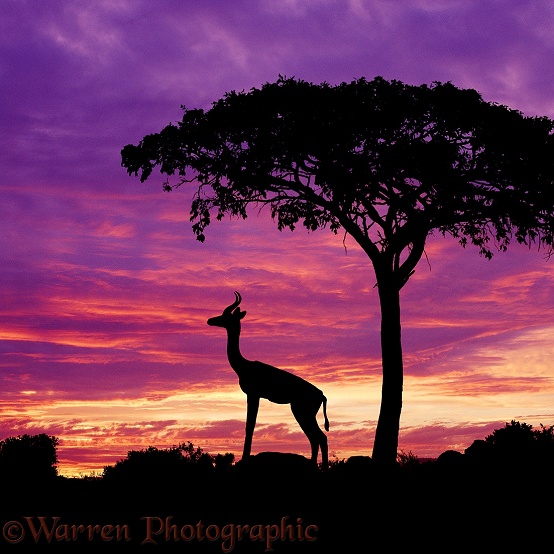 Gerenuk (Litocranius walleri) ram at dusk.  Africa