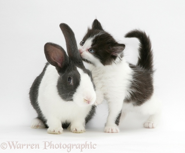 Black-and-white Nancy kitten with blue-grey Dutch rabbit, white background