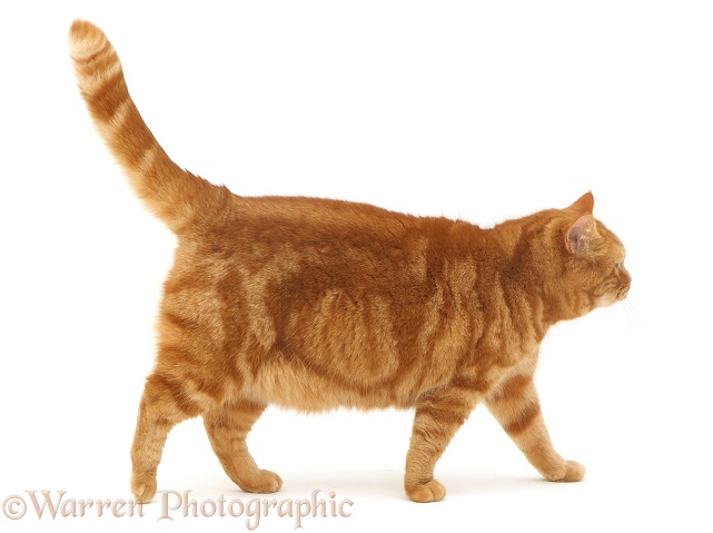 British shorthair red tabby cat, Glenda, walking across, white background
