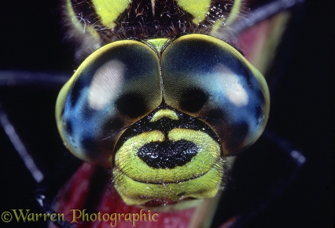 Southern Hawker Dragonfly (Aeshna cyanea) male.  Close-up of eyes.  Europe