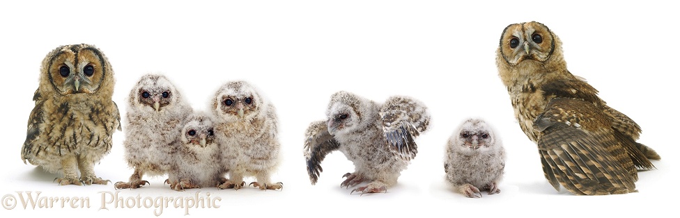 Tawny Owl (Strix aluco) mother and father with five owlets, white background